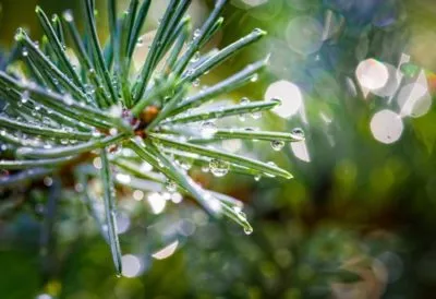 Spruce,Fir,Tree,Branch,Under,A,Heavy,Rain,Shower,With